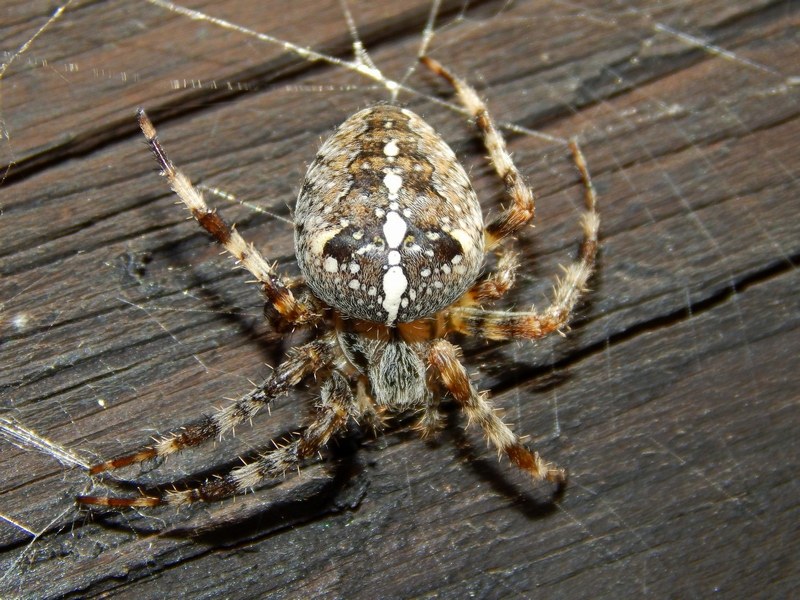 Araneus diadematus - Ceresole Reale TO